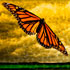 New-Monarch - Thomas Lindley Photography