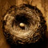 Nest2 - Thomas Lindley Photography